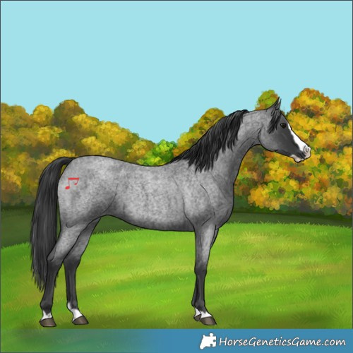 Horse Color:Blue Roan Splash 