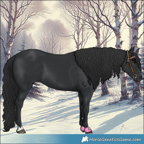 Horse Color:Black 