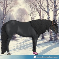 Horse Color:Black 