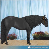 Horse Color:Black 