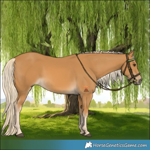 Horse Color:Palomino 