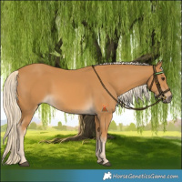 Horse Color:Palomino