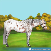 Horse Color:Bay Appaloosa and White Spotted Bay Appaloosa