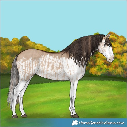 Horse Color:Red Dun Splash  and Bay Dun Splash 