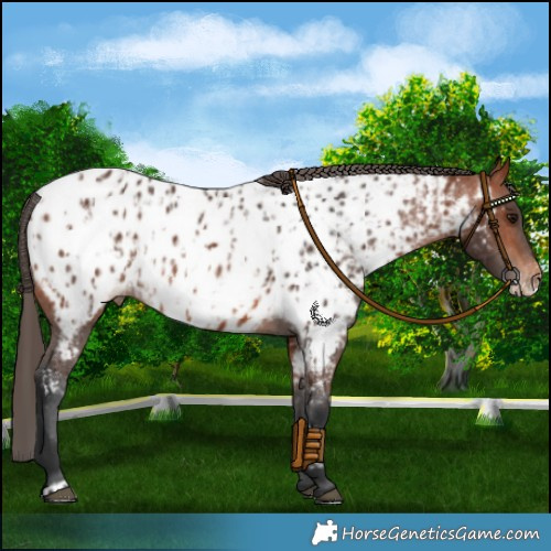 Horse Color:Bay Near Leopard  and Bay Frame Near Leopard 