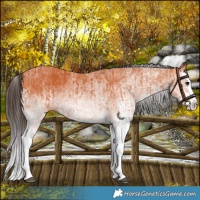Horse Color:White Spotted Bay Splash  and White Spotted Bay Splash 