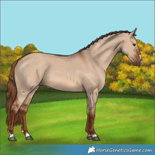 Horse Color:Red Dun 