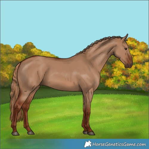 Horse Color:Red Dun 