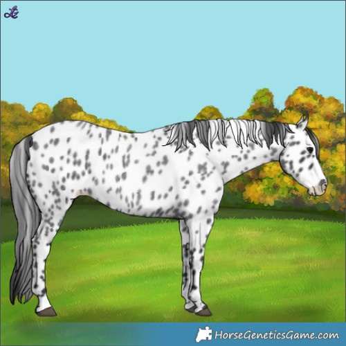 Horse Color:Blue Roan Appaloosa 