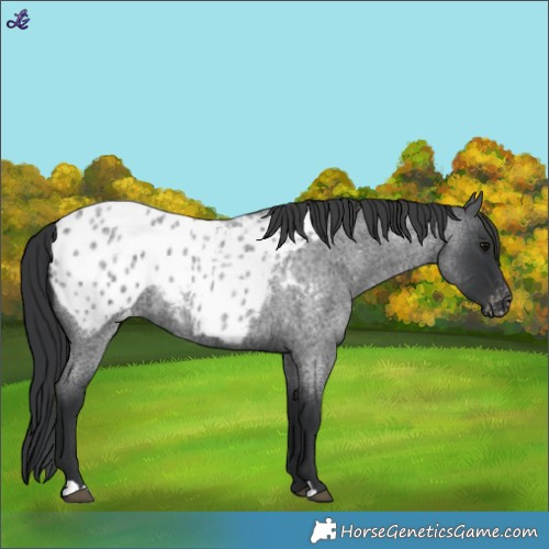 Horse Color:Blue Roan Appaloosa