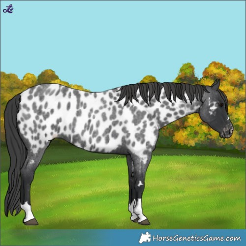 Horse Color:Blue Roan Appaloosa