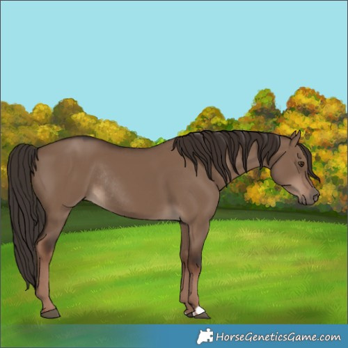 Horse Color:Liver Red Dun Rabicano