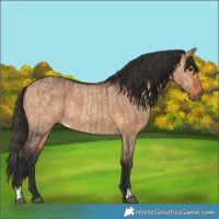 Horse Color:Bay Dun  and Bay Dun Rabicano 