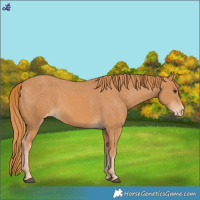 Horse Color:Chestnut Varnish