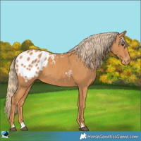 Horse Color:Chestnut Appaloosa 