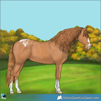 Horse Color:Chestnut Blanket 