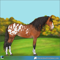 Horse Color:Bay Appaloosa