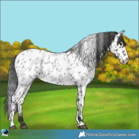 Horse Color:Blue Roan Leopard 