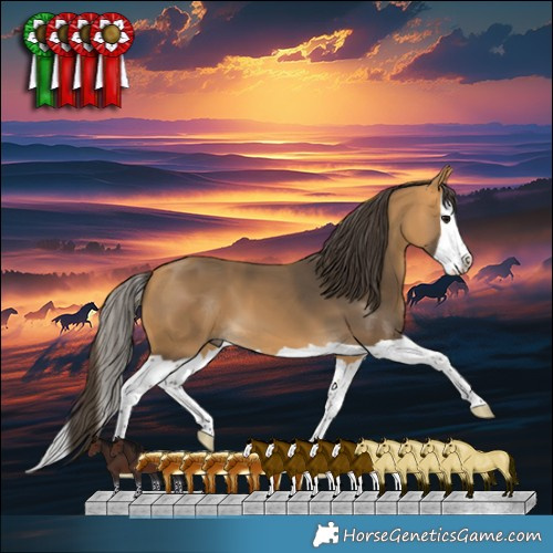 Horse Color:Buckskin Splash 