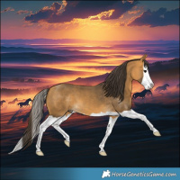 Horse Color:Buckskin Splash 