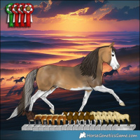 Horse Color:Buckskin Splash 
