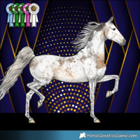 Horse Color:Gray Silver Buckskin Splash Tobiano Appaloosa 