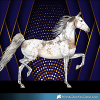 Horse Color:Gray Silver Buckskin Splash Tobiano Appaloosa 