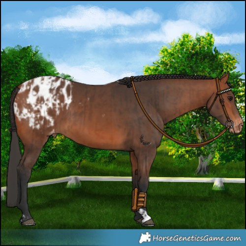 Horse Color:Bay Appaloosa  and Bay Appaloosa 