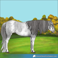 Horse Color:White Spotted Blue Roan Splash Frame Appaloosa 