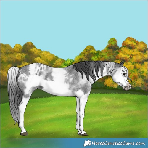 Horse Color:White Spotted Blue Roan Splash Frame Appaloosa