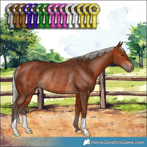 Horse Color:Silver Bay Rabicano 