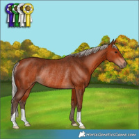 Horse Color:Silver Bay Rabicano