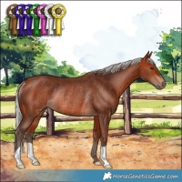 Horse Color:Silver Bay Rabicano 