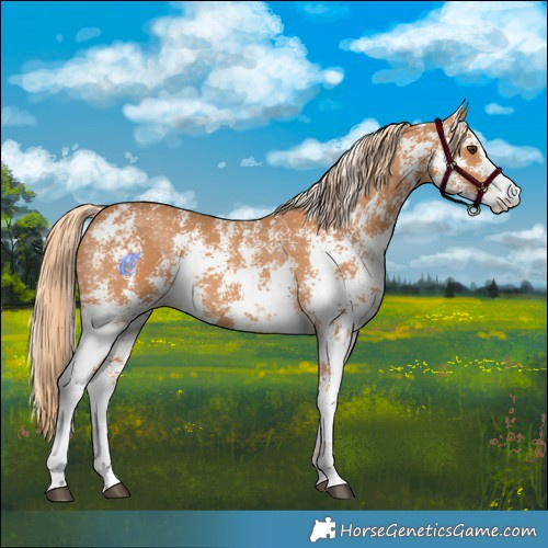 Horse Color:Chestnut Sabino