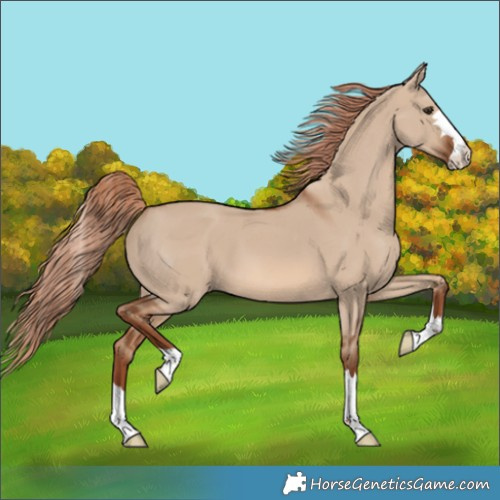 Horse Color:Red Dun 