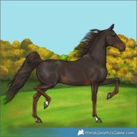 Horse Color:Liver Chestnut 