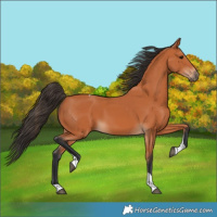 Horse Color:Bay Tobiano