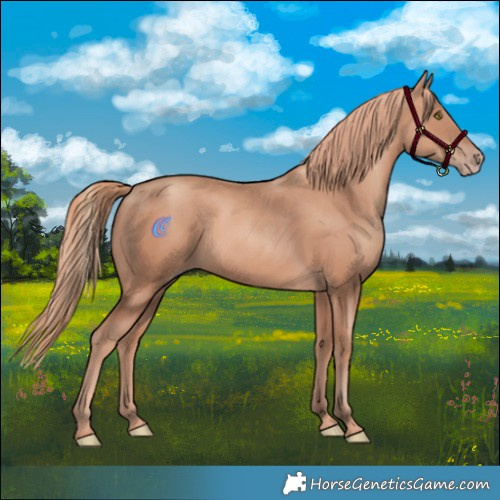 Horse Color:Gold Champagne 