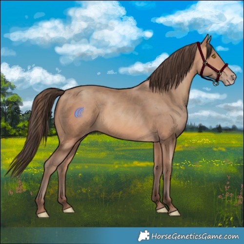 Horse Color:Amber Champagne 