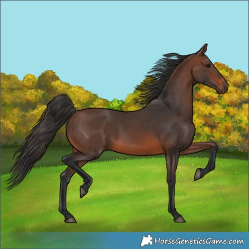 Horse Color:Brown 