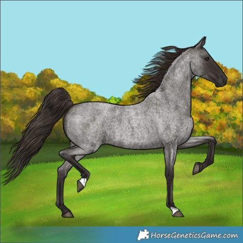 Horse Color:Liver Red Roan 