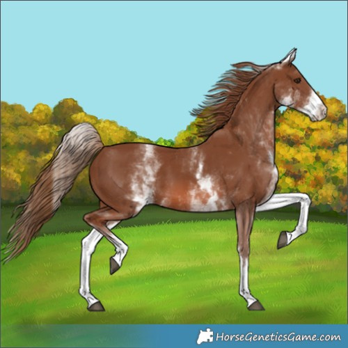 Horse Color:White Spotted Chestnut 