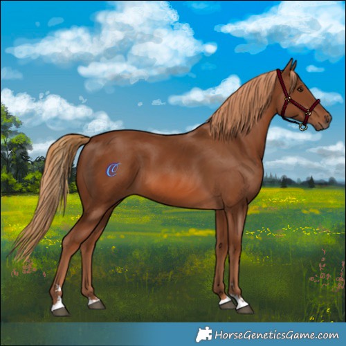 Horse Color:Chestnut 