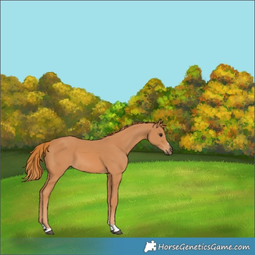 Horse Color:Chestnut 