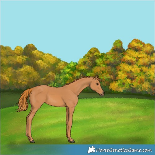 Horse Color:Chestnut 