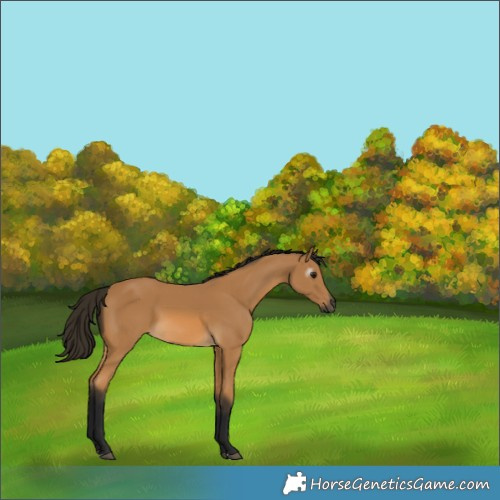 Horse Color:Gray Buckskin 