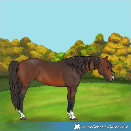 Horse Color:Bay 