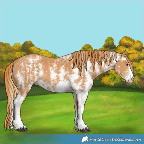 Horse Color:Chestnut Sabino 