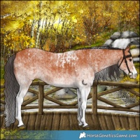 Horse Color:White Spotted Bay Splash Tobiano  and White Spotted Bay Tobiano 