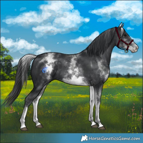 Horse Color:White Spotted Black 